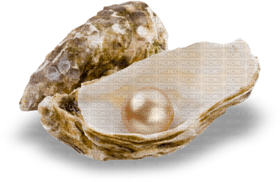 pearl shell bp - фрее пнг