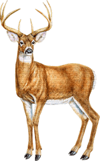 deer katrin - PNG gratuit