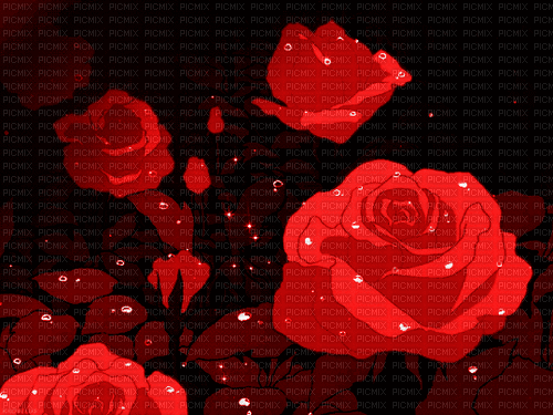 MMarcia gif rosas red fond - Δωρεάν κινούμενο GIF