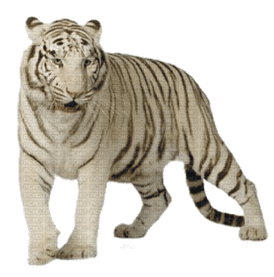 white tiger bp - kostenlos png