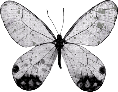 Kaz_Creations Deco Butterfly - zdarma png