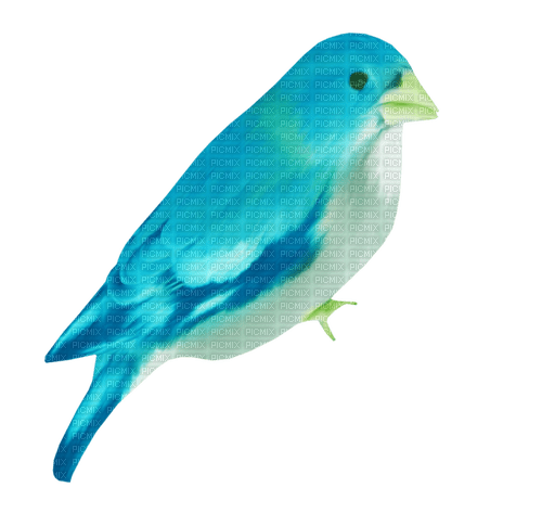 Bird - PNG gratuit