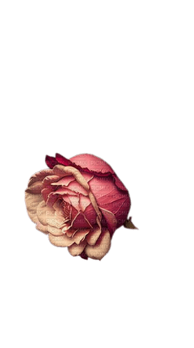 rose vintage - bezmaksas png