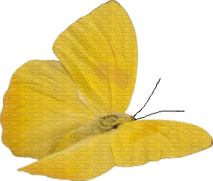 papillon - ücretsiz png