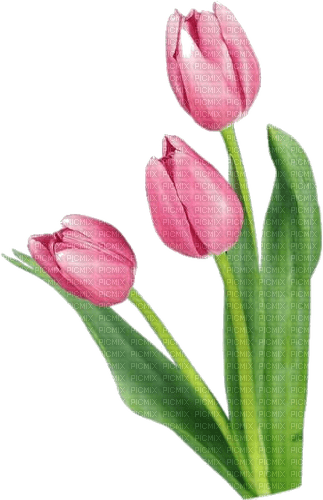 Tulpen, rosa, - nemokama png