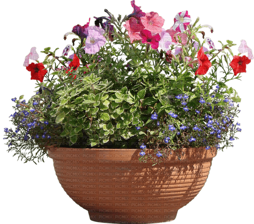 Bloemen en planten - png grátis