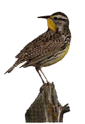 Whistlin Bird* 999999999 mil - Бесплатни анимирани ГИФ