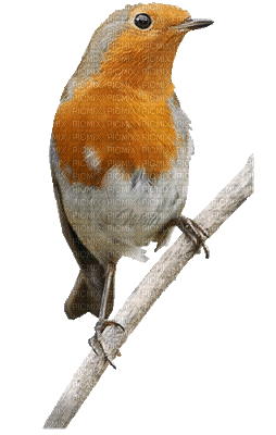 Kaz_Creations Birds Bird Animated - GIF animado gratis