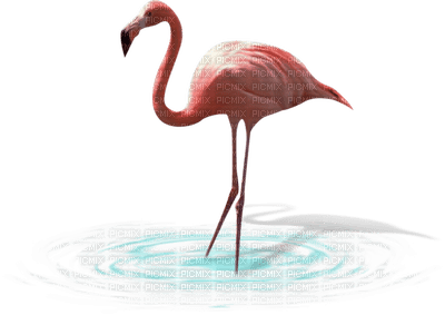 Kaz_Creations Birds Bird Flamingo - Free PNG