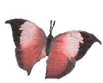 Papillon ** - 無料のアニメーション GIF