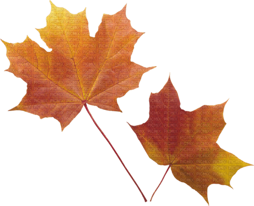 leaves blatt fall autumn feuille leaf - ilmainen png