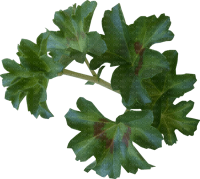 Kaz_Creations Deco Leaves Leafs Colours - 無料png