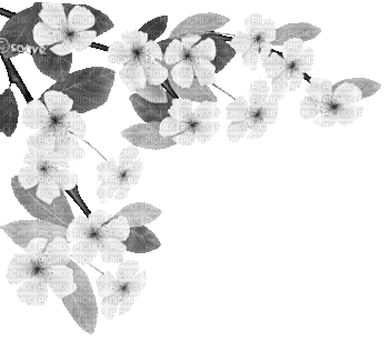 soave deco branch animated flowers  spring corner - Zdarma animovaný GIF