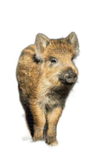 charmille _ animaux _ sauvages - png gratis