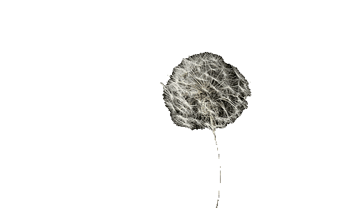 flower,grass - Darmowy animowany GIF