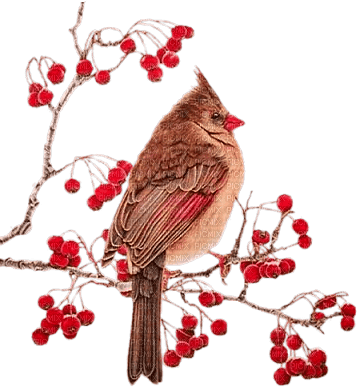 ptak/jemiołuszka - Free PNG