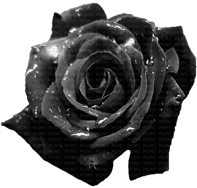 Rose - Bezmaksas animēts GIF