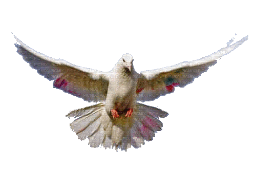 white dove Bb2 - GIF animasi gratis