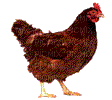 chicken laying an egg - GIF animasi gratis