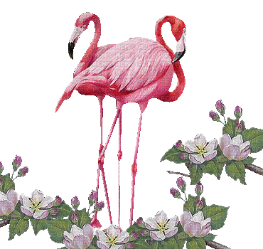 flamants roses - Free animated GIF