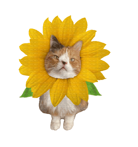 Sunflower Cat - GIF animado gratis