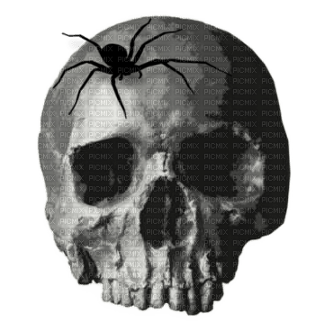 Skull.crâne.Spider.Gothic.Victoriabea - png gratuito