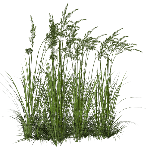 green grass png - besplatni png