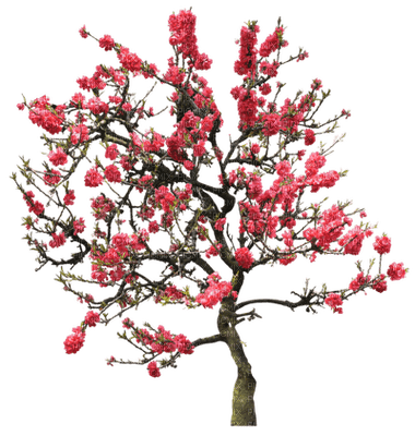 Kaz_Creations Trees Tree Flowers - Free PNG