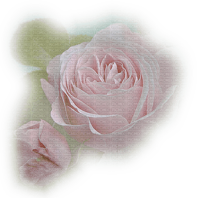 rose rose.Cheyenne63 - фрее пнг