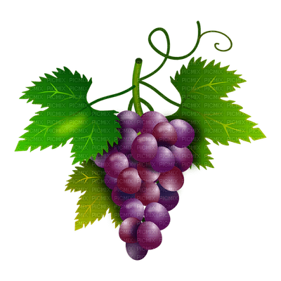 grapes bp - png gratis