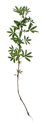 plants anastasia - δωρεάν png