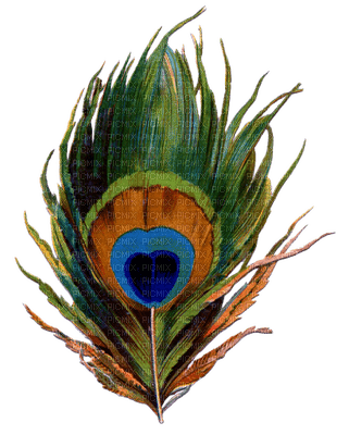 Kaz_Creations Peacock Feather Deco - zdarma png