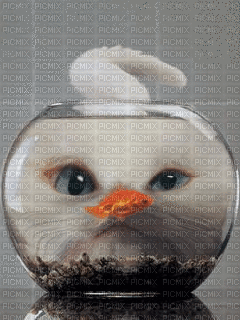 fish bowl bp - Безплатен анимиран GIF