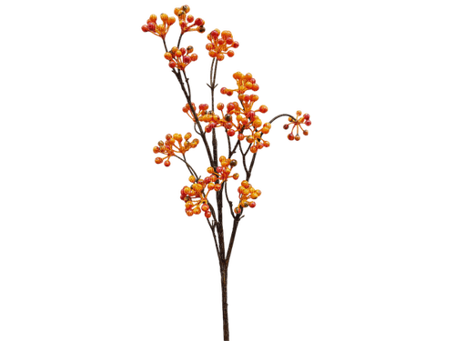 Planta de otoño - бесплатно png