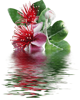Fleurs exotiques et reflet d'eau - 免费PNG