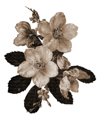 Цветы - png grátis