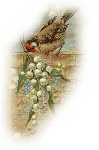 Vintage Bird - png gratis