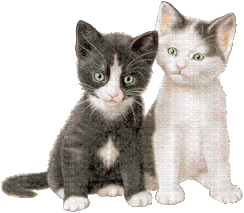 cats - Ingyenes animált GIF