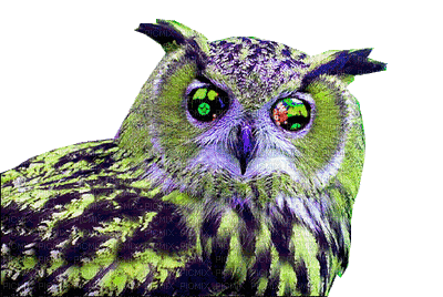 owl bp - GIF animado grátis