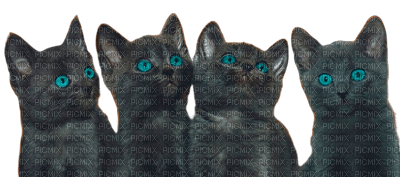 Y.A.M._Cats - δωρεάν png