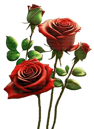 Rosas rojas - бесплатно png