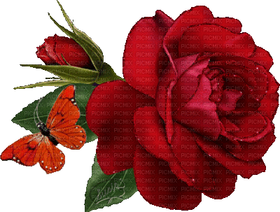 Rose - GIF animado grátis