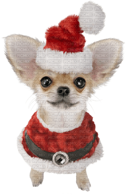 Kaz_Creations Dogs Dog Chien Noel - besplatni png