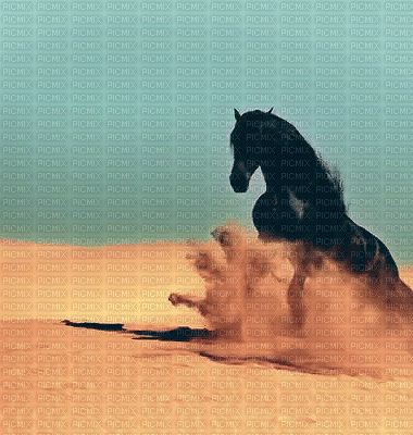 horse. horses bp - Bezmaksas animēts GIF