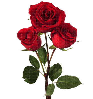 Trandafir 28 - zdarma png