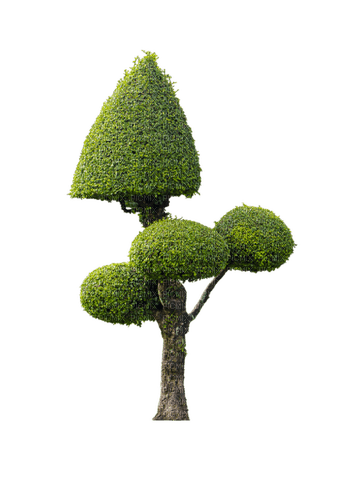 kikkapink fantasy plant tree - zdarma png
