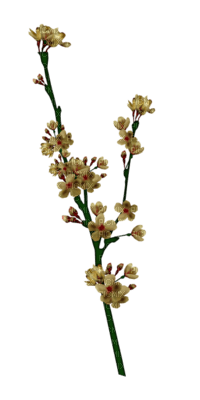 fleurs - бесплатно png