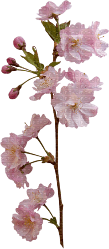 Mandelblüte - darmowe png