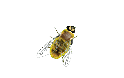 honey bee bp - 無料のアニメーション GIF
