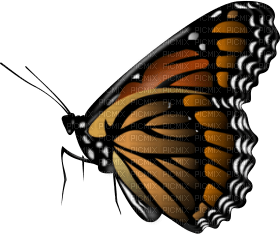 butterflies katrin - png gratuito